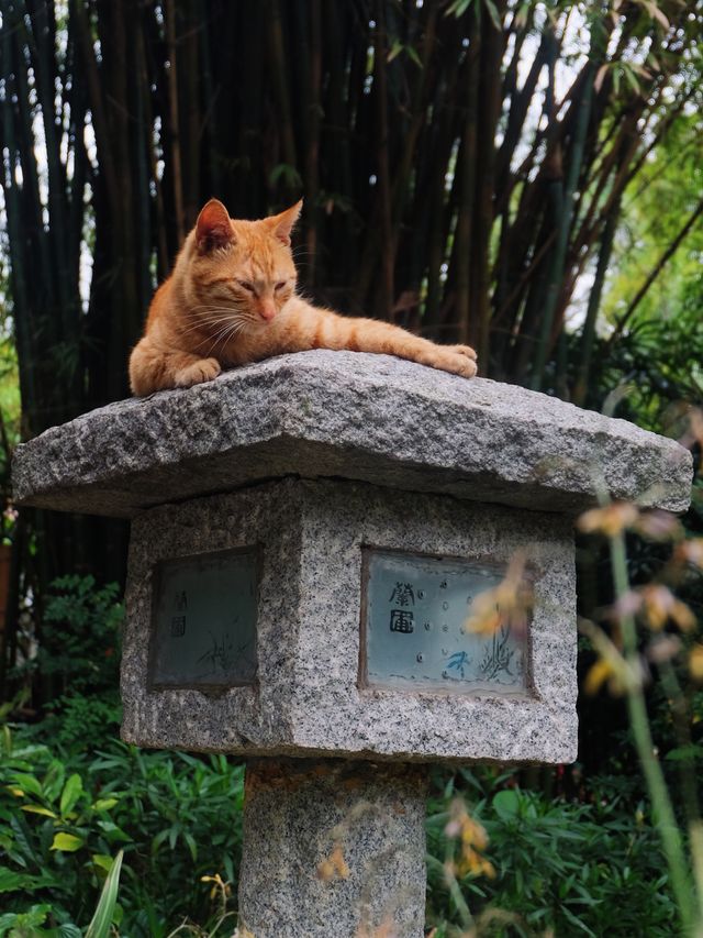 雨中岭南夢境：廣州蘭圃一日遊探秘