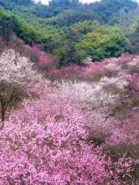 四川最美梅花地大公開