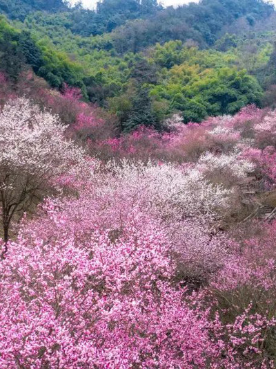 潘天壽 梅花 1677328180381-oEzvUQQLjo.jpg