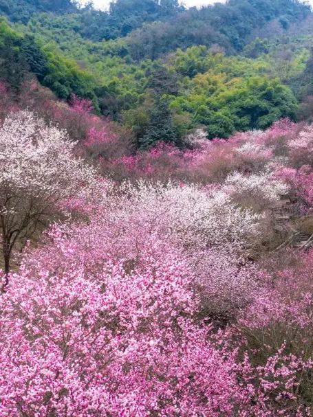 四川最美梅花地大公開