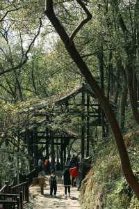 春日徒步，重慶南山經典步道黃葛古道