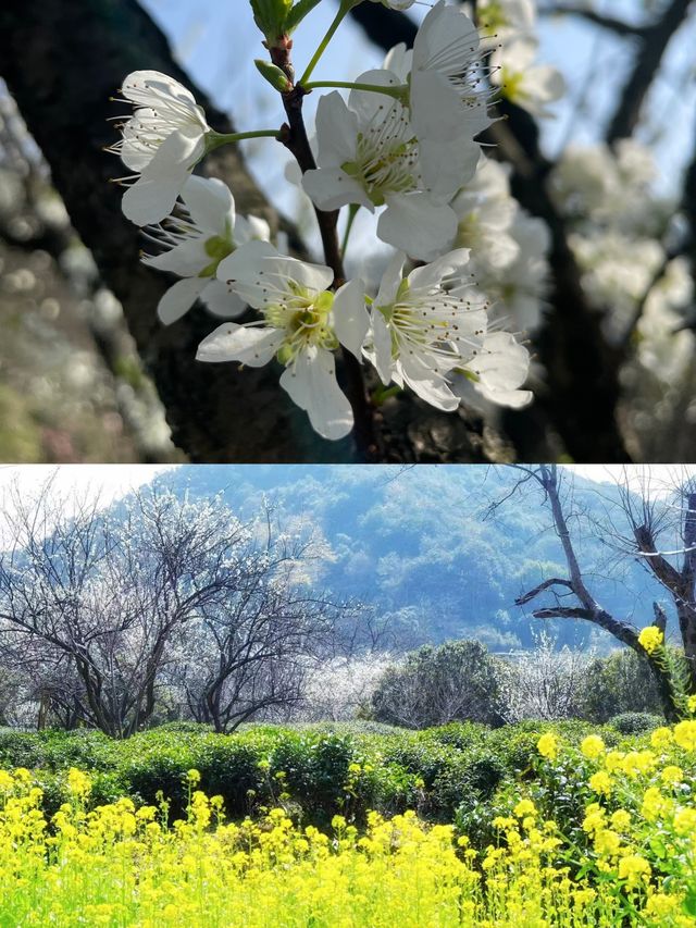 杭州蕭山區三泉王村賞李花路線圖