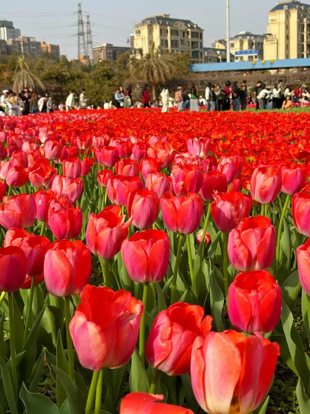 꽃구경 계절: 후난성 식물원, 봄날의 색색깔 꿈속!