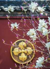 3月21日實拍廣仁寺的紅白玉蘭花美爆啦
