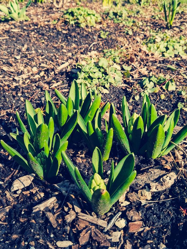 不列顛哥倫比亞大學植物園，溫哥華的春花爛漫