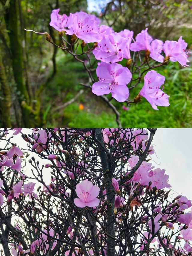 梧桐山毛棉杜鹃花開成海