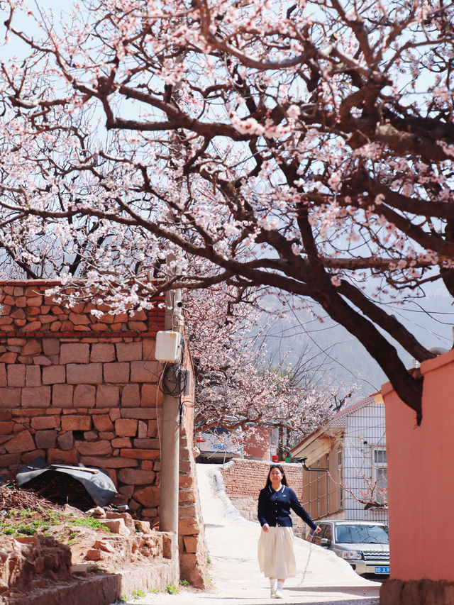 這不是新疆，是青島的少山村，滿村杏花