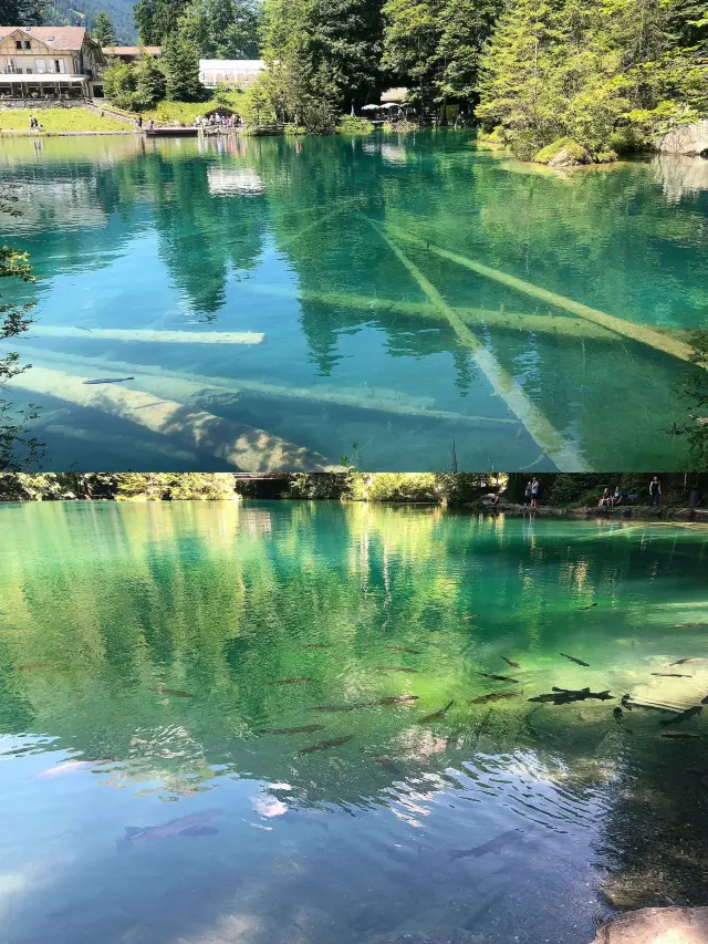 Swiss Blue Lake Blausee | The sapphire in everyone's heart