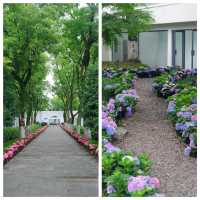 寧波綠島公園幾千株繡球花展開始