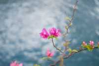 來香港總要花幾塊錢坐一次天星小輪吧