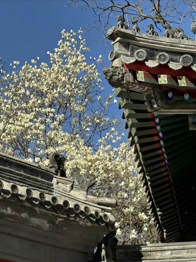The magnolias at Beijing's Wanshou Temple are in bloom, adding a romantic touch to the red walls and flowers