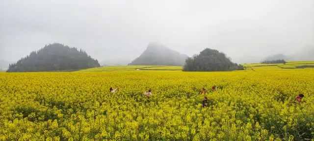 早春の東南部の雲南省、色彩豊かな大地（その4）：ローピンの菜の花海