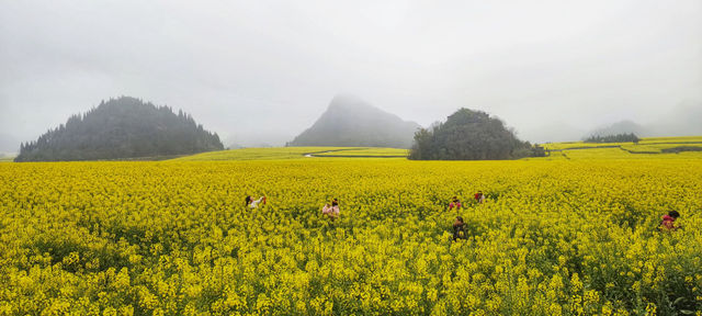 早春滇東南 溢彩天地間（四）：羅平油菜花海