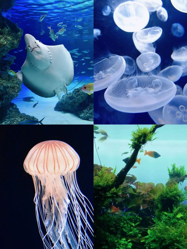 探索海洋奇妙之旅，日本東京陽光水族館等你來參觀！