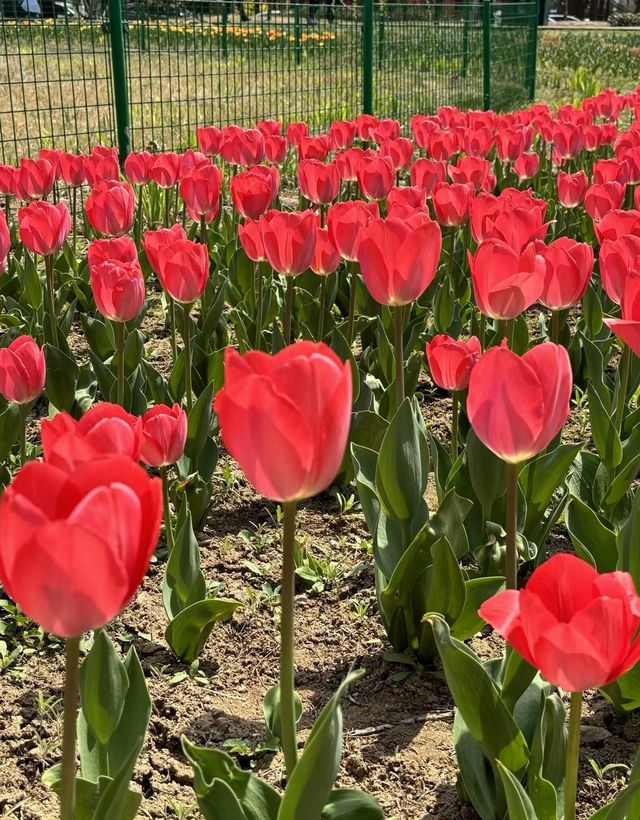 青島中山公園每年一度賞花季旅遊攻略