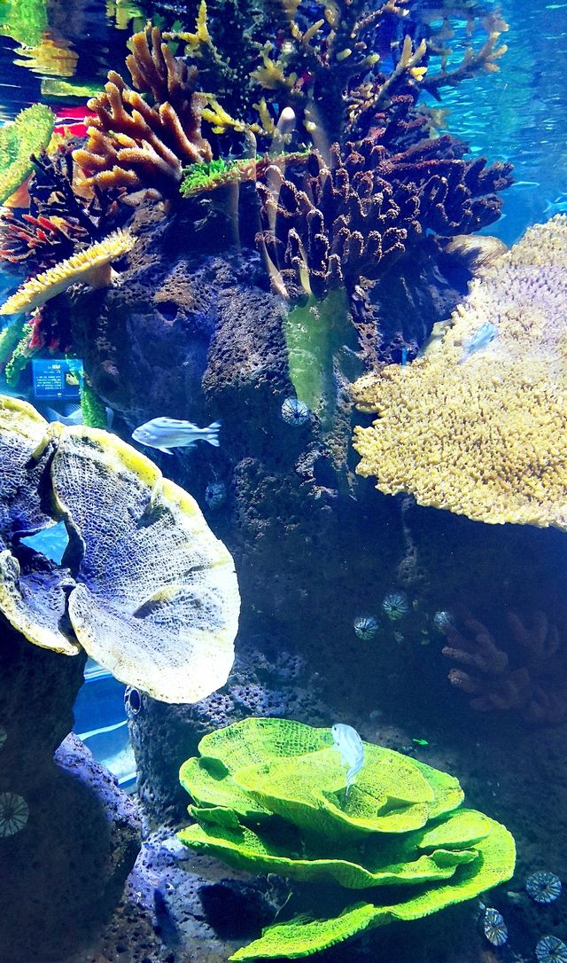 逛商場逛出一個海洋館 逛商場逛出一個海洋館