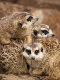 巴拉瑞特野生動物園，邂逅原生動物