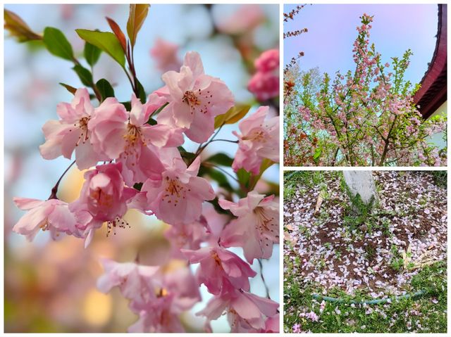 武漢賞花紀：堤角公園