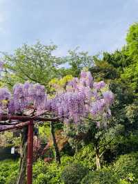 上海週末去哪裡｜嘉定紫藤園賞紫藤花