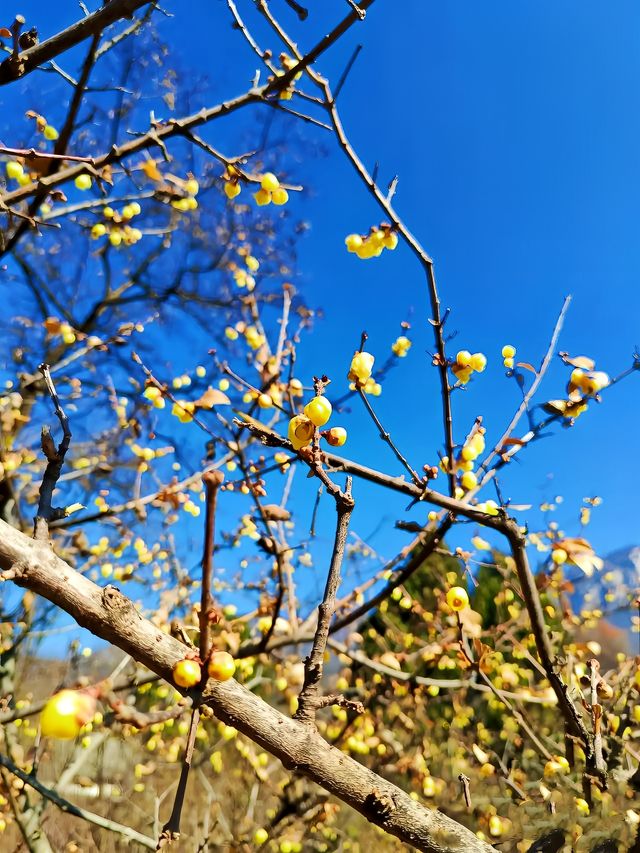 鄭州100個免費遊玩寶藏景點——禪心居