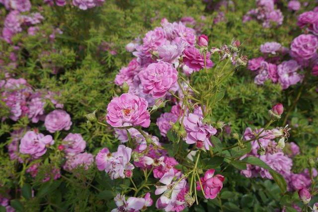 鄭州版的莫奈花園 | 西流湖公園賞花