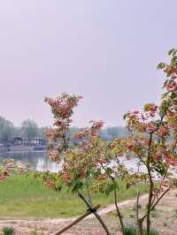 北京南海子公園｜皇家濕地的現代生態奇蹟