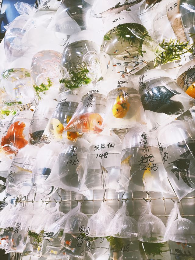 旺角金魚街 | 沉浸在王家衛的重慶森林 旺角金魚街 | 沉浸在王家衛的重慶森林