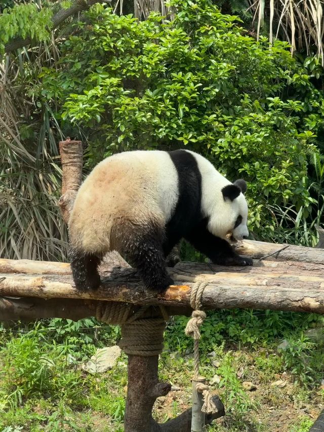 野生動物園