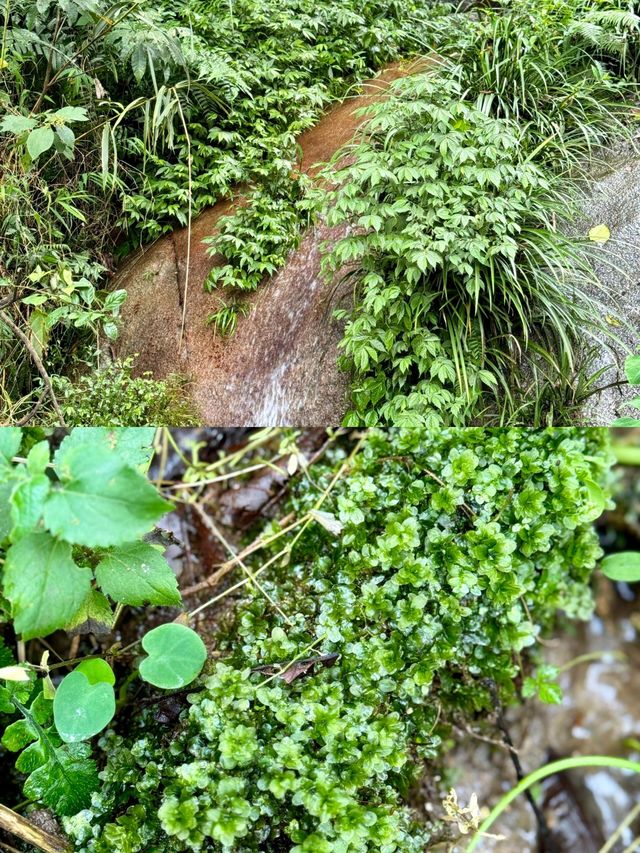 發現廣州版塞爾達森林這地方藏得夠深啊