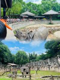上海野生動物園超實用攻略