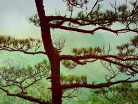 龍泉山絕壁奇松--媲美黃山