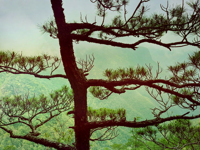 龍泉山絕壁奇松--媲美黃山