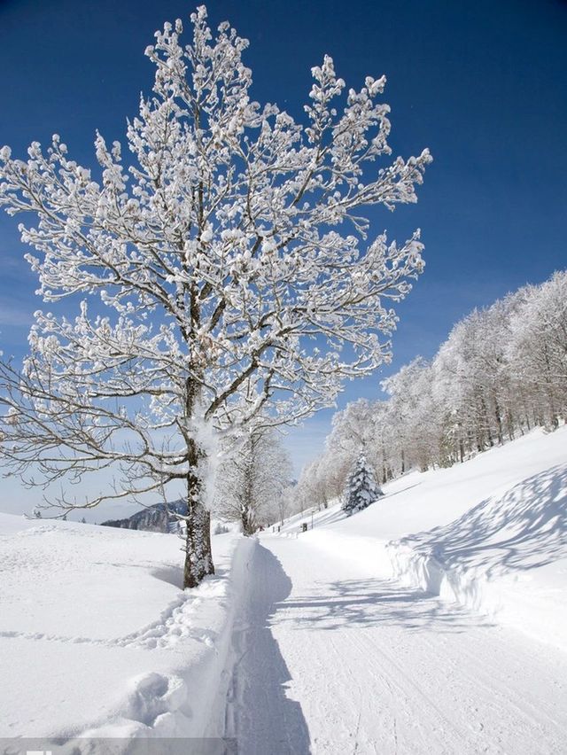 哈尔滨雪鄉（超全攻略）向導包車自由行。
