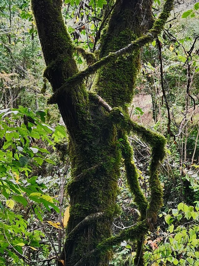 夢幻山水黃柏塬