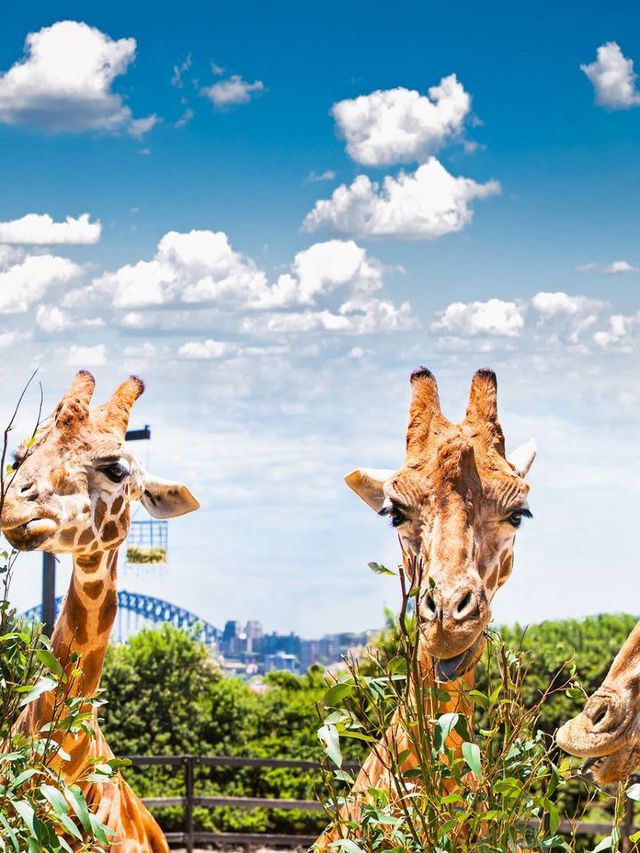 🌟 Sydney's Top 5 Family-Friendly Gems 🐨🎡