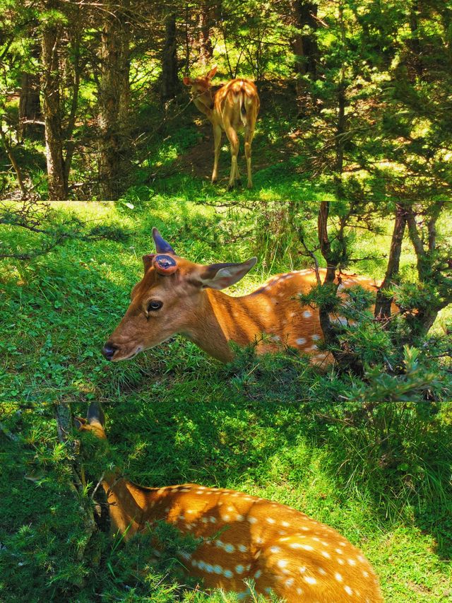 林深時見鹿 甘肅蘭州附近的高山鹿場與梅花親密接觸
