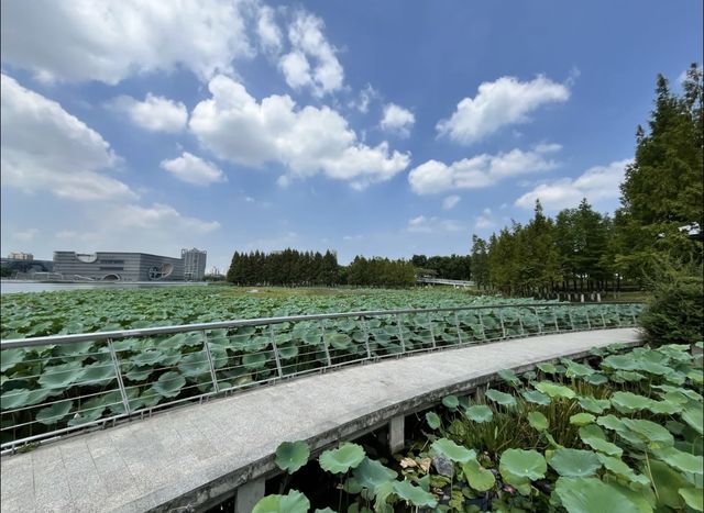 小眾景點遠香湖，荷花池盛開花紅柳綠