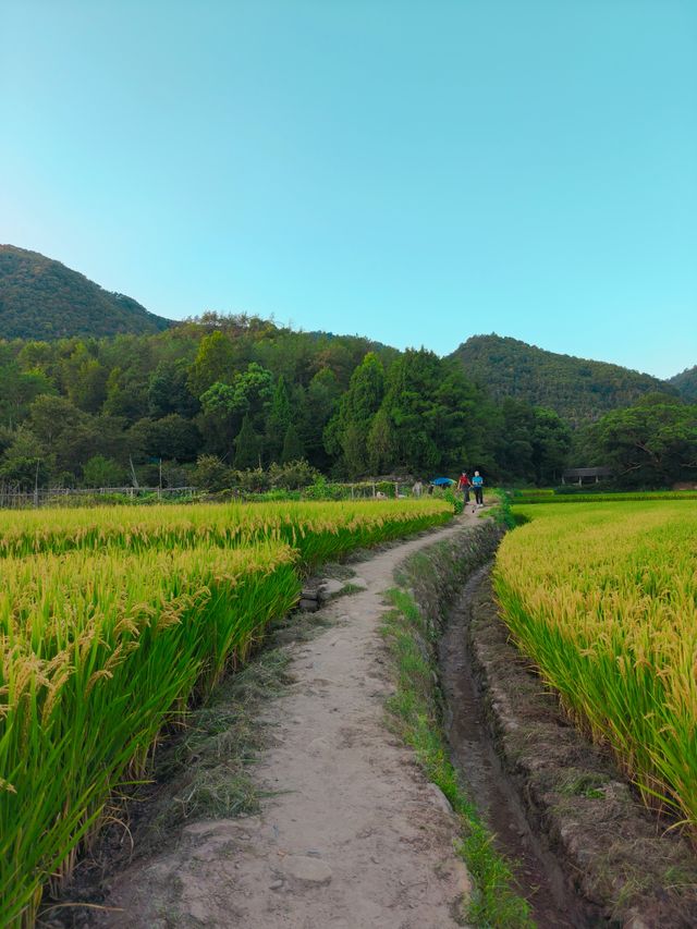 稻田實況！國清寺的稻田快成熟了。