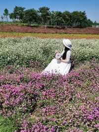 國慶南京去哪兒？冷門賞花勝地實況。