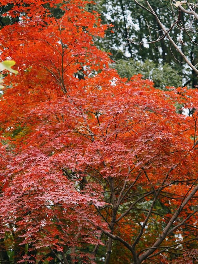 秋日童話杭州下沙小眾銀杏公園。