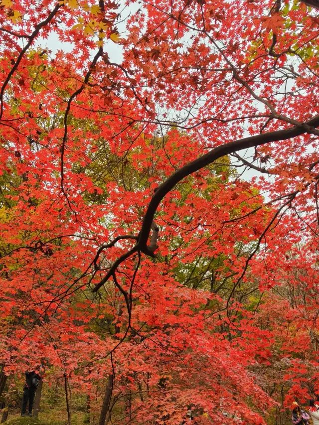 เขาเบนซีกวนเหมินซาน | เมืองแห่งใบเมเปิ้ล