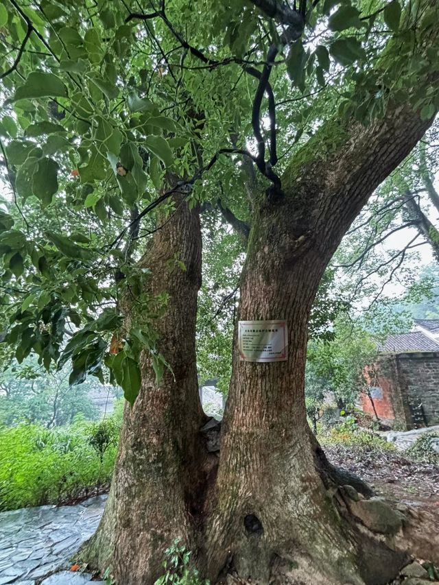 大冶上馮九古奇村 今天又發現了武漢周邊一處隱秘的村落，一整座村莊三面環山，古木參天，在這裡隨處可以見。
