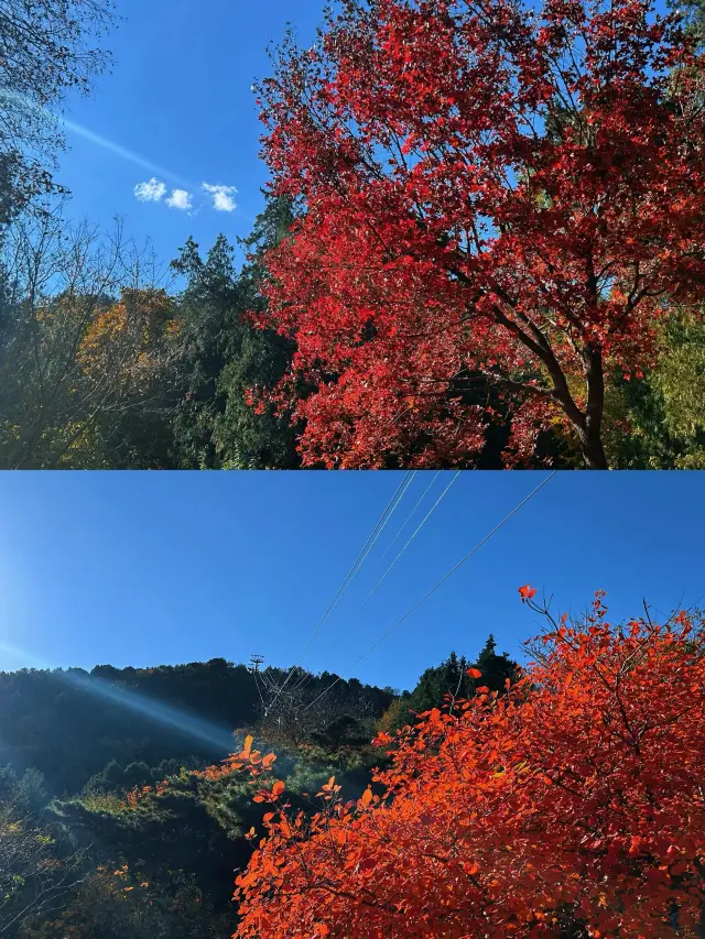 【香山賞秋】一網打盡紅葉美景，錯過等一年。