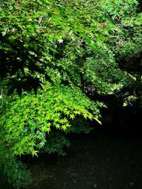 Early Red Leaves Spotted at Toji Temple