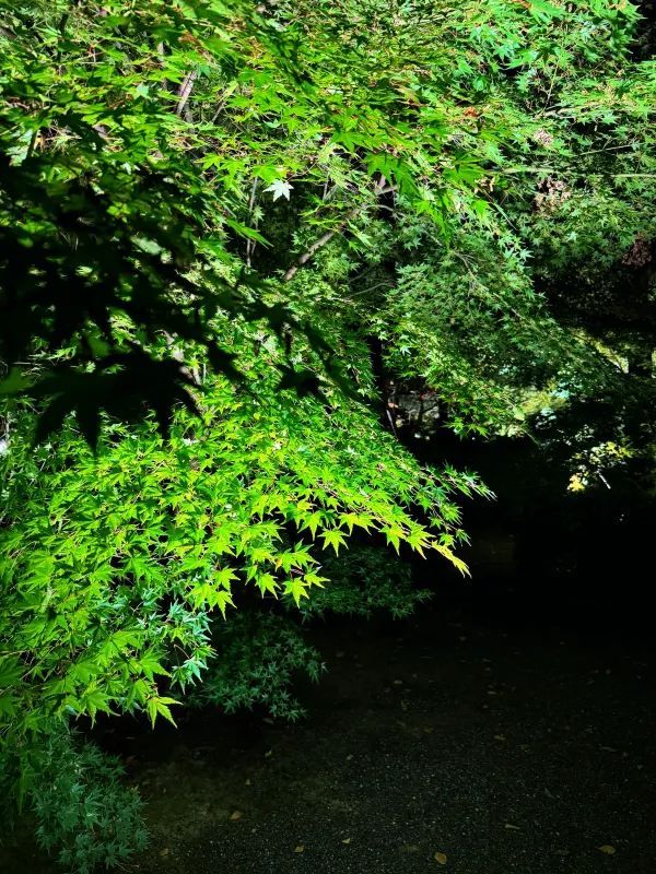 Early Red Leaves Spotted at Toji Temple