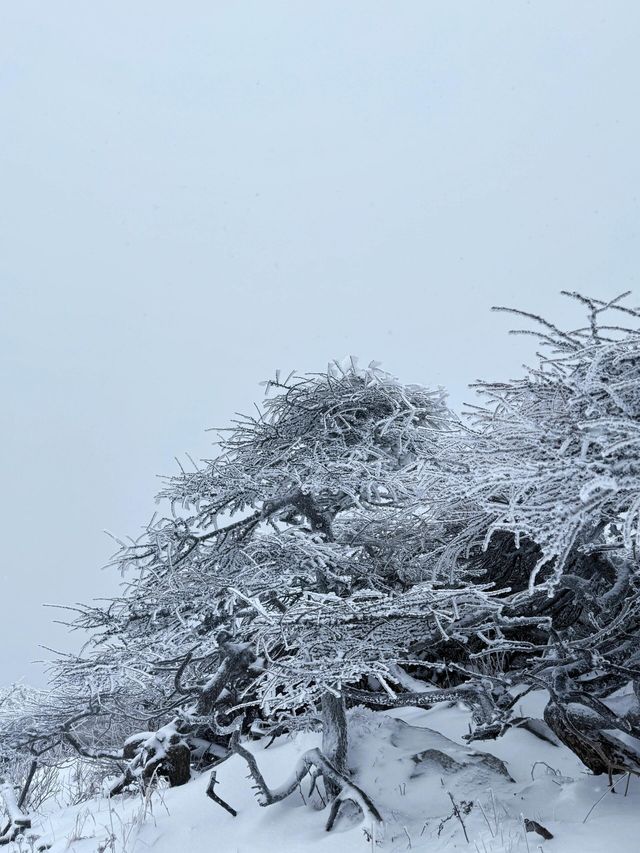 西安秦嶺東梁|雪後的東梁，如她的名字一樣別緻。