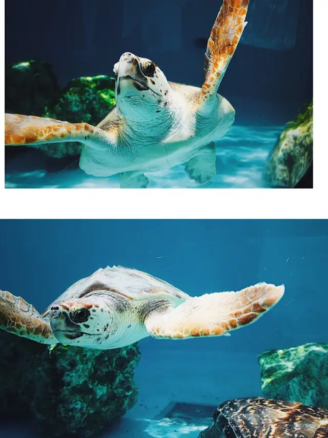 6-Day Japan Travelogue: Unforgettable Memories with Old Friends