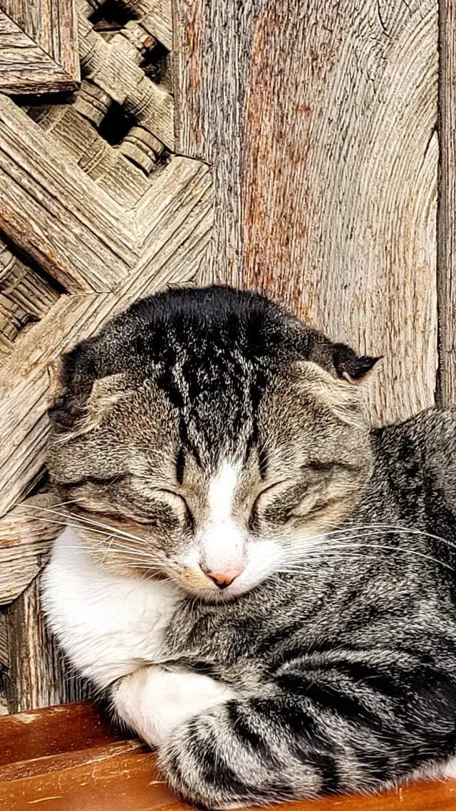 A brief history of Fez (3).