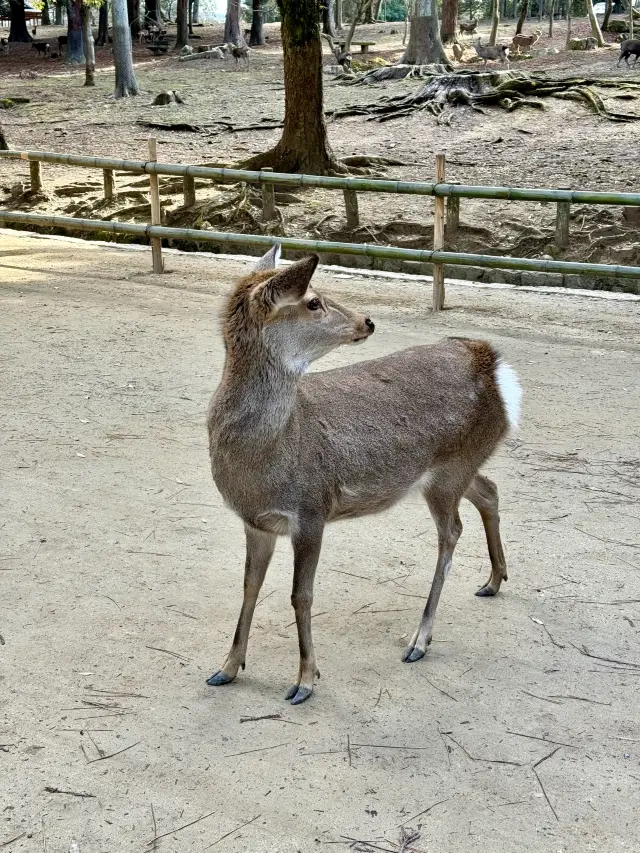 Feeding deer in Nara. 