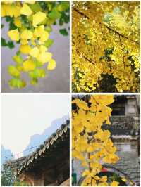 雲頂山寺賞銀杏攻略，周末出遊好去處。